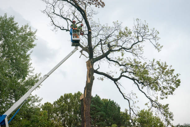 Best Fruit Tree Pruning  in Countryside, VA