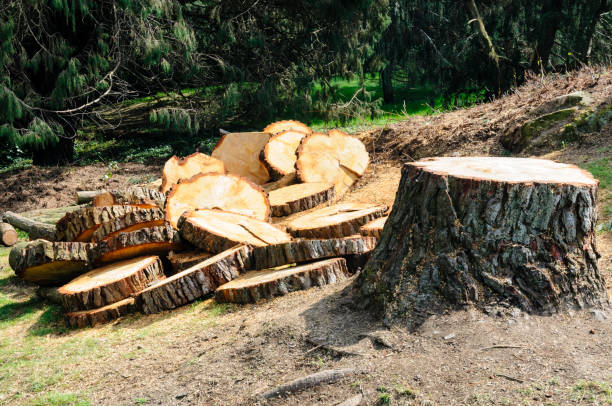 Reliable Countryside, VA Tree Care Solutions